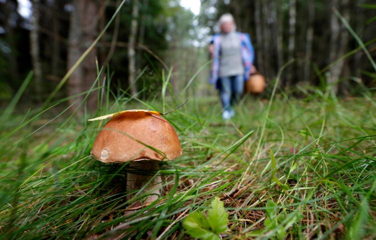 В Геленджике зафиксировано более 10 случаев отравления грибами